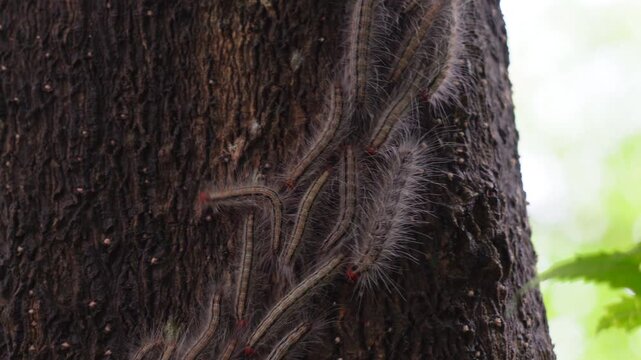 Oak Processionary Moth (OPM) caterpillars on the trunk of an oak tree. 