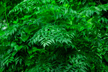 New top leaf of neem plant. Medicinal ayurvedic azadirachta indica or Neem leaves