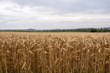 wheat field