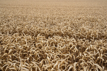 wheat field