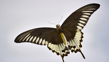Fototapeta premium a swallowtail kite gliding clean white