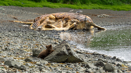 Young brown bear cub sitting on a rock near a large whale carcass on a rocky beach, surrounded by lush greenery and calm water, illustrating nature's cycle and wildlife interaction