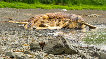 Large marine mammal carcass lies on rocky shoreline, surrounded by natural vegetation, illustrating the impact of nature on wildlife and the environment