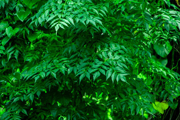 New top leaf of neem plant. Medicinal ayurvedic azadirachta indica or Neem leaves