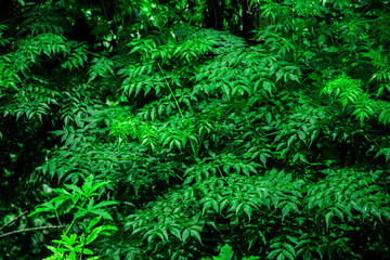 New top leaf of neem plant. Medicinal ayurvedic azadirachta indica or Neem leaves