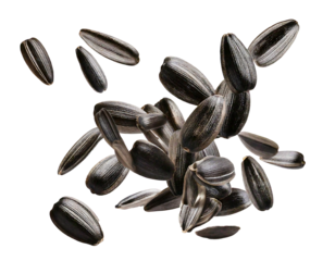 Sunflower seeds flying on transparent background and white background 