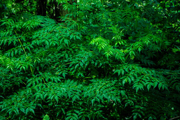 New top leaf of neem plant. Medicinal ayurvedic azadirachta indica or Neem leaves
