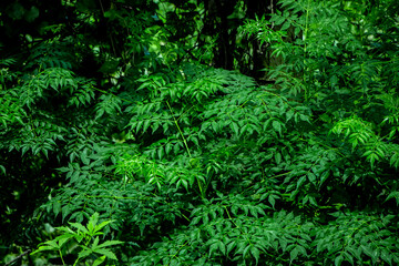 New top leaf of neem plant. Medicinal ayurvedic azadirachta indica or Neem leaves
