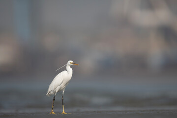 A Reef Heron walks slowly across the quiet bay in soft morning light