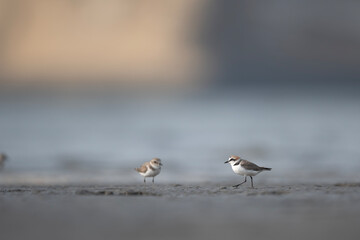 Coastal habitat features bird exploring sea-washed edges alone silently.