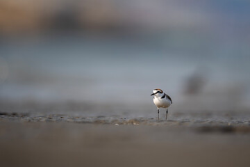 A Kentish Plover stands quietly on the warm sandy beach during a bright morning