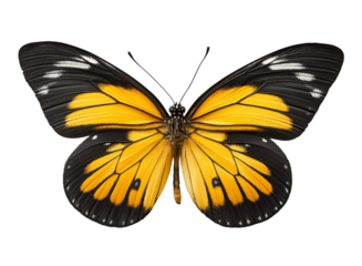 Beautiful black and yellow butterfly isolated on a transparent background in PNG format.