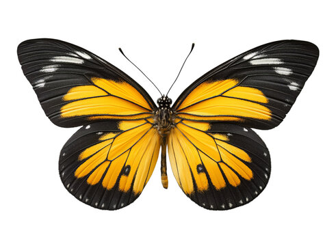 Beautiful black and yellow butterfly isolated on a transparent background in PNG format. - Powered by Adobe