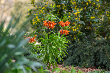 Fritillaria imperialis crown imperial flower in bloom, beautiful tall orange red flowering springtima bulbous plant