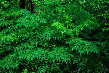 New top leaf of neem plant. Medicinal ayurvedic azadirachta indica or Neem leaves
