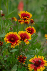 Gaillardia aristata red yellow flower in bloom, common blanketflower flowering plant