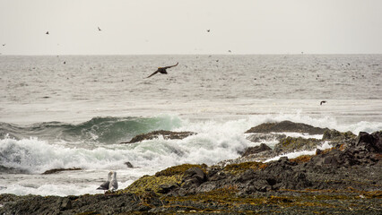 Coastal scene featuring rocky shoreline with crashing waves, seabirds soaring above, and a tranquil ocean horizon, capturing the essence of nature's beauty and serenity