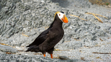 Colorful seabird with striking orange beak stands on rocky shore, showcasing vibrant plumage and unique features in natural coastal habitat, embodying wildlife beauty