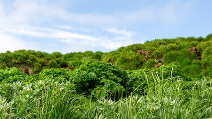 Obraz premium Lush green vegetation with vibrant foliage and textured grass under a clear blue sky, creating a serene natural landscape ideal for outdoor relaxation and exploration