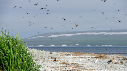 Flock of birds soaring above a serene beach landscape, with lush green grass in the foreground and gentle waves lapping at the shore, capturing the essence of nature's beauty and tranquility