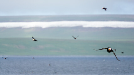 Birds soaring gracefully over a tranquil body of water, with a lush green landscape and snow-capped hills in the background, capturing the essence of nature's beauty and freedom