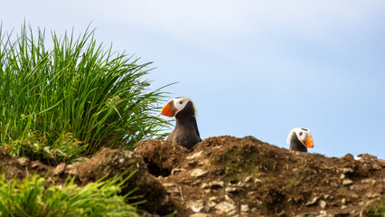 Two puffins perched on a grassy cliff, surrounded by lush green vegetation, under a clear blue sky, showcasing the beauty of wildlife in a natural habitat