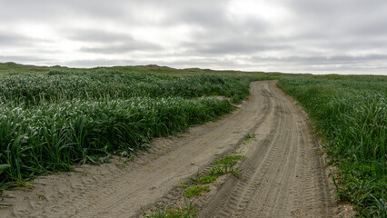 Obraz premium Winding dirt path through lush green grass fields under a cloudy sky, inviting exploration and showcasing the beauty of nature's serene landscape