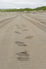 Footprints in soft sand lead along a tranquil beach path, surrounded by lush greenery and gentle waves, capturing the essence of nature's serene beauty and exploration