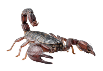 Close-up of a scorpion.  Dark reddish-brown arachnid,  detailed segmented body.  Large pincers,  visible stinger. Isolated on black background