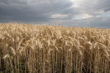 Barley field