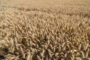 Barley field