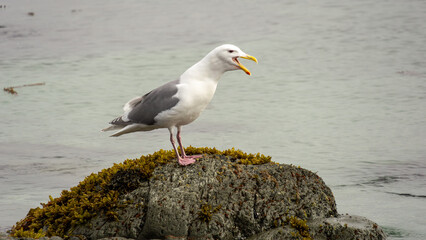 Seagull perched on a rocky shore, surrounded by seaweed, calling out with a vibrant yellow beak, showcasing the beauty of coastal wildlife in its natural habitat