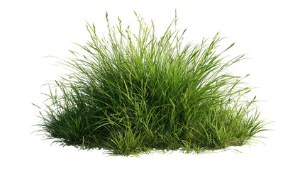 Lush green grass clump, variegated light green tips