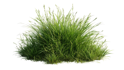 Lush green grass clump, variegated light green tips