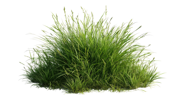 Lush green grass clump, variegated light green tips