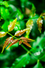 New top leaf of neem plant.Azadirachta indica - A branch of neem tree leaves. Natural Medicine.