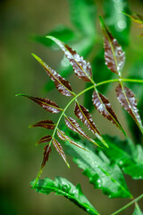 New top leaf of neem plant.Azadirachta indica - A branch of neem tree leaves. Natural Medicine.