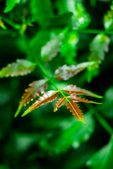 New top leaf of neem plant.Azadirachta indica - A branch of neem tree leaves. Natural Medicine.