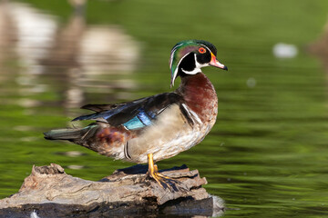 Wood Duck