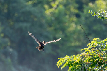 Wild Turkey (Meleagris gallopavo)