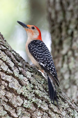 Red Bellied Woodpecker