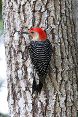 Red Bellied Woodpecker