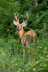 White-tailed deer