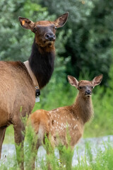 Elk (Cervus canadensis) Wild Elk released into the Tomblin WMA in southern West Virginia as part of the Elk restoration project stated 1n 2016 to bring wild elk herds to West Virginia after 130 years.