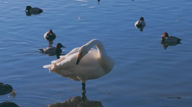 whooper swan standing in shallow water at lake edge, head bobbing display, wigeon ducks swim past in background