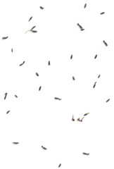 Minimalist Lavender Seed Arrangement