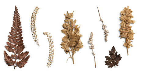 Pressed Botanical Collection of Dried Leaves and Ferns