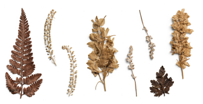 Pressed Botanical Collection of Dried Leaves and Ferns