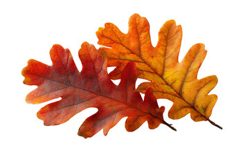 Fototapeta premium Two Autumn Oak Leaves Vibrant Red Orange Hues Black Background,