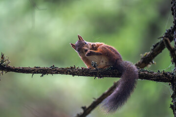 Red squirrel relaxing on a branch makes eye contact with the photographer, Oslo, summer in Norway